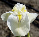 Iris 'Pseudata' (Bare Root) 18 Varieties - Minimum Qty. 5 Per Variety
