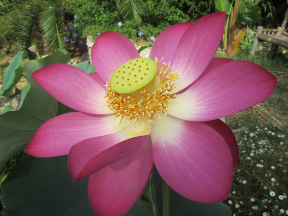 'Yimeng Red' Lotus (Bare Root Tuber) - Min Qty. 2 Per Variety