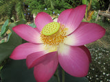 'Yimeng Red' Lotus (Bare Root Tuber) - Min Qty. 2 Per Variety