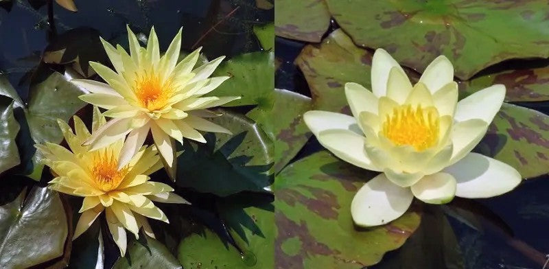 Grower's Choice Yellow Hardy Waterlilies (Bare Root) - Minimum Qty. 3