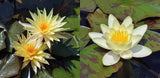 Grower's Choice Yellow Hardy Waterlilies (Bare Root) - Minimum Qty. 3
