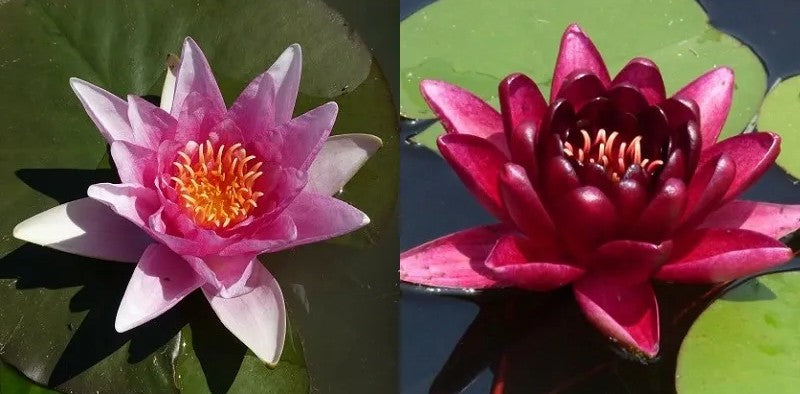 Grower's Choice Red Hardy Waterlilies (Bare Root) - Minimum Qty. 3