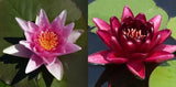 Grower's Choice Red Hardy Waterlilies (Bare Root) - Minimum Qty. 3
