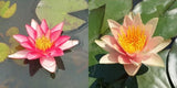Grower's Choice Changeable Hardy Waterlilies (Bare Root) - Minimum Qty. 3