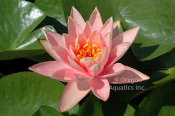 Patio Joe - Salmon Hardy Lily (Bare Root) - Minimum Qty. 3 Per Variety