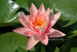 Patio Joe - Salmon Hardy Lily (Bare Root) - Minimum Qty. 3 Per Variety