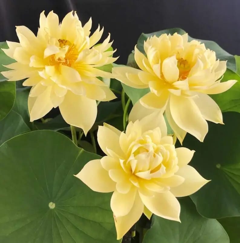 'Autumn in Moling (Moling Qiuse)' Lotus - Multi Petal Yellow (Bare Root Tuber) - Min Qty. 2 Per Variety