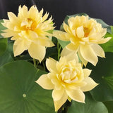 'Autumn in Moling (Moling Qiuse)' Lotus - Multi Petal Yellow (Bare Root Tuber) - Min Qty. 2 Per Variety