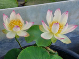 'Beautiful Dancer' Lotus - Pink, Yellow and Cream (Bare Root Tuber) - Min Qty. 2 Per Variety
