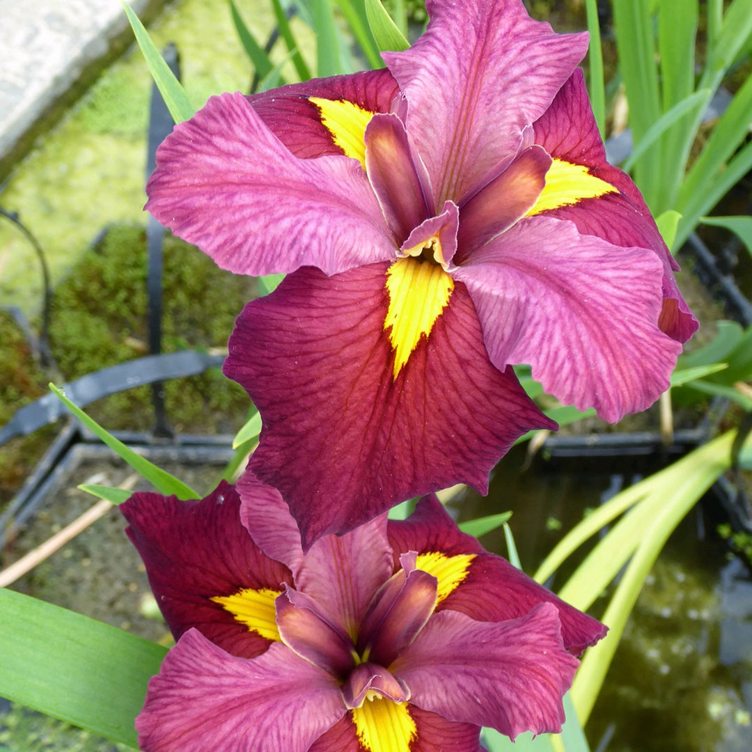 Iris Louisiana 'Ann Chowing' (Bare Root) - Minimum Qty. 5 Per Variety