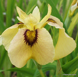 Iris 'Pseudata' (Bare Root) 18 Varieties - Minimum Qty. 5 Per Variety