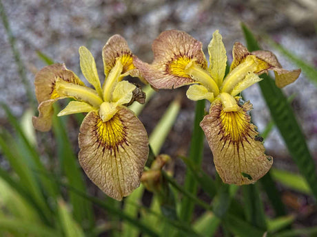 Iris 'Pseudata' (Bare Root) 18 Varieties - Minimum Qty. 5 Per Variety