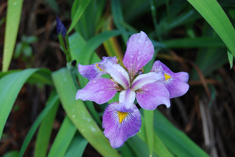 Iris Virginica 'Contraband Girl' (Bare Root) - Minimum Qty. 5 Per Variety