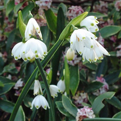Leucojum Aestivum 'Snowflake Bells' (Bare Root) - Minimum Qty. 6 Per Variety