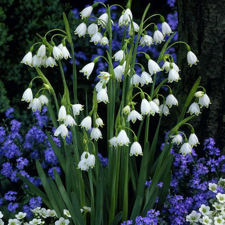 Leucojum Aestivum 'Snowflake Bells' (Bare Root) - Minimum Qty. 6 Per Variety