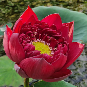 'Mo Hong' Lotus (Bare Root Tuber)