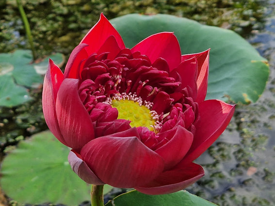 'Mo Hong' Lotus (Bare Root Tuber) - No Minimum Qty.