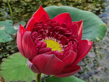 'Mo Hong' Lotus (Bare Root Tuber) - No Minimum Qty.