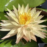 'Bangkok Sun Spark' Changeable Hardy Lily (Bare Root) - Minimum Qty. 2 (NEW)