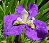 Iris 'Pseudata' (Bare Root) 18 Varieties - Minimum Qty. 5 Per Variety
