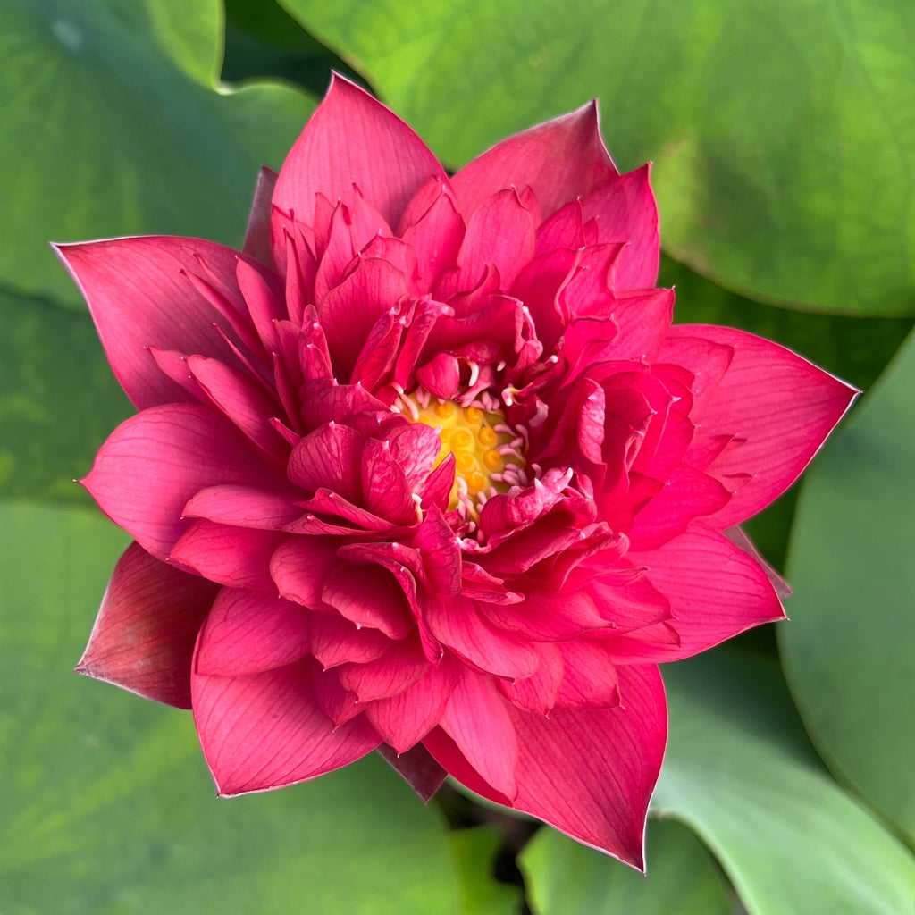 'Rubies and Pearls' Lotus - Deep Red (Bare Root Tuber) - Min Qty. 2 Per Variety