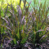 Oryza Sativa 'Black Madras' (Dwarf Black Rice) (Bare Root) - Minimum Qty. 5 Per Variety