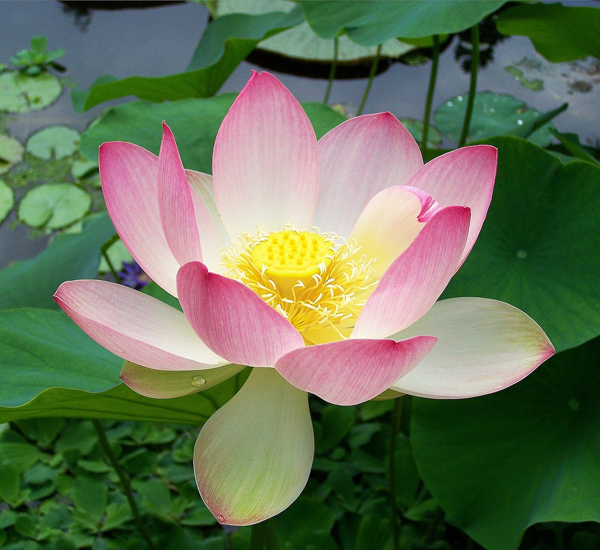'Friendship of Supervisor & Student' Lotus (Bare Root Tuber) - Min Qty. 2 Per Variety