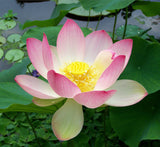 'Friendship of Supervisor & Student' Lotus (Bare Root Tuber) - Min Qty. 2 Per Variety