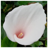 Zantedeschia Aethiopica 'Marshmallow' (Bare Root) - Minimum Qty. 5 Per Variety