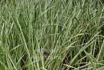 Acorus Calamus - Sweet Flag (Bare Root) - Minimum Qty. 5 Per Variety