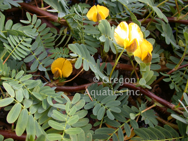 Aeschynomene Fluitans (Giant Sensitive Fern) (Single Bare Root Strand) - Minimum Order Qty. 6