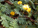 Aeschynomene Fluitans (Giant Sensitive Fern) (Single Bare Root Strand) - Minimum Order Qty. 6