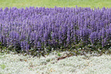 Ajuga Reptans - 'Catlin's Giant' (Bare Root) - Minimum Qty. 5 Per Variety