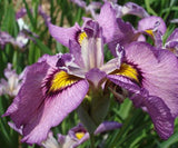 Iris 'Pseudata' (Bare Root) 18 Varieties - Minimum Qty. 5 Per Variety