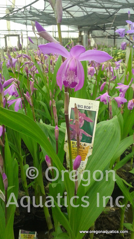 Bletilla Striata - 'Big Bob' (Ground Orchid) (Bare Root) - Minimum Qty. 5 Per Variety