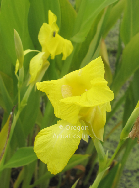 Canna 'Flaccida (Florida Canna)' (Bare Root) - Minimum Qty. 3 Per Variety