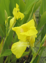 Canna 'Flaccida (Florida Canna)' (Bare Root) - Minimum Qty. 3 Per Variety