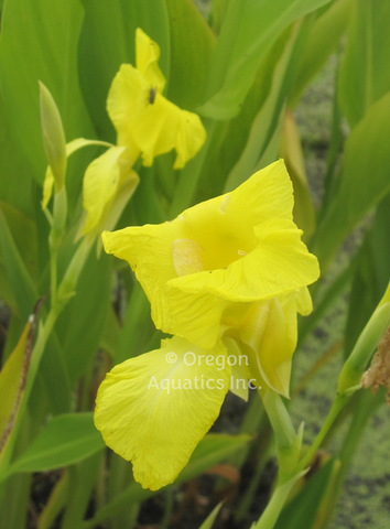 Canna 'Flaccida (Florida Canna)' (Bare Root) - Minimum Qty. 4 Per Variety