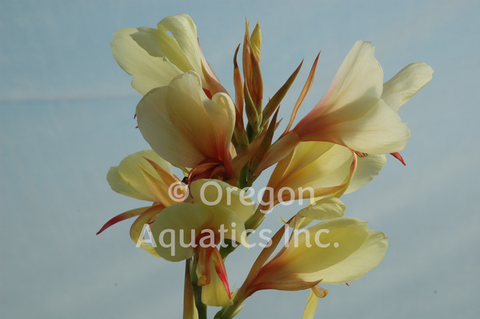 Canna Glauca 'Davia' (Bare Root) - Minimum Qty. 4 Per Variety