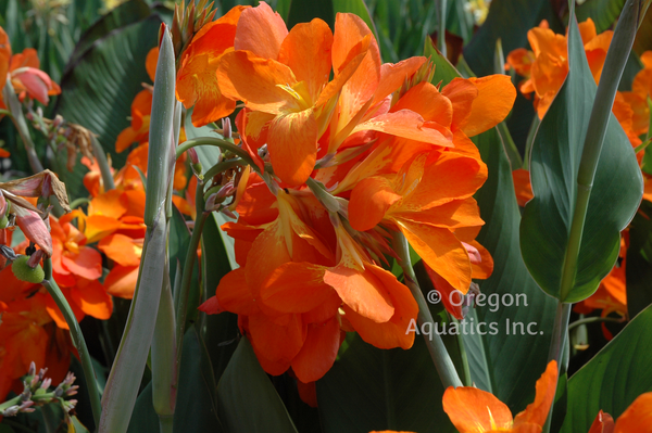 Canna 'Orange Punch' (Bare Root) - Minimum Qty. 3 Per Variety