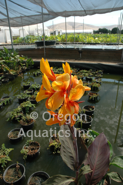 Canna 'Pacific Beauty' (Bare Root) - Minimum Qty. 3 Per Variety