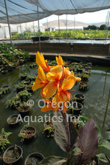 Canna 'Pacific Beauty' (Bare Root) - Minimum Qty. 3 Per Variety