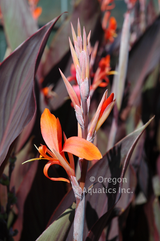 Canna 'Tony' (Bare Root) - Minimum Qty. 3 Per Variety