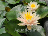'Citrus Twist' Pink Hardy Waterlily (Bare Root) - Minimum Qty. 3 Per Variety