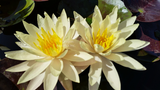'Cliff Tiffany' Yellow Hardy Lily (Bare Root) - Minimum Qty. 3 Per Variety