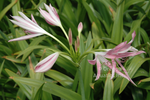 Crinum - 'Hannibal's Dwarf' (Bare Root) - Minimum Qty. 5 Per Variety