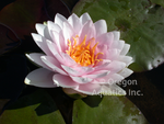 'Darwin' (Hollandia) Double Pink Hardy Waterlily (Bare Root) - Minimum Qty. 3 Per Variety