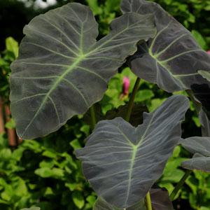 Colocasia Esculenta 'Coal Miner Taro' (Bare Root) - Minimum Order Qty. 3 Per Variety