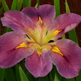 Iris Louisiana 'Aunt Shirley' (Bare Root) - Minimum Qty. 5 Per Variety
