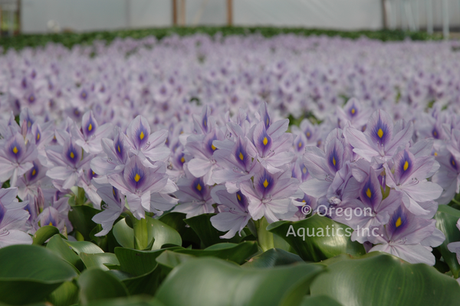 Water Hyacinth (Eichhornia Crassipes) - Minimum Order Qty. 6
